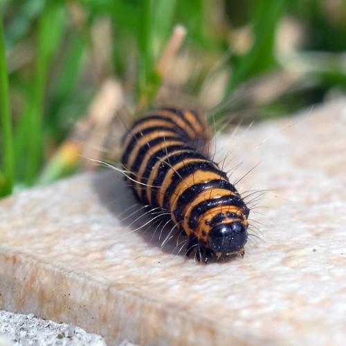 Réf. 264 311 : Tyria jacobaeae